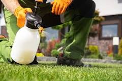 Should you mow weeds before spraying?