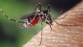 What can I spray indoors for mosquitoes?