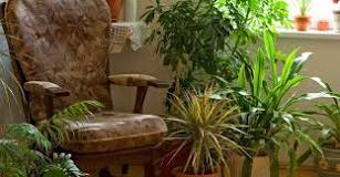What causes brown tips on house plants?