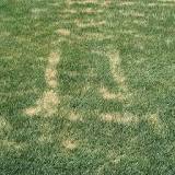 What causes yellow stripes in lawn?