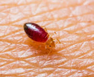 What chemical kills bed bugs permanently?