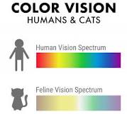 What colors do cats dislike?