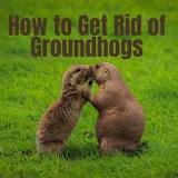 What do groundhogs hate the most?