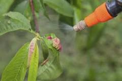 What do you spray peach trees with?