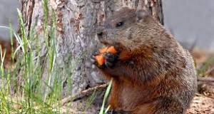 What is a natural deterrent for groundhogs?