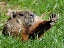 What is a natural way to get rid of groundhogs?