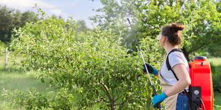 What is best spray for apple trees?