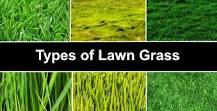 What is lawn grass called?