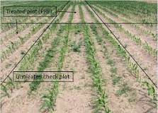 What is the best pre emergent herbicide for corn?