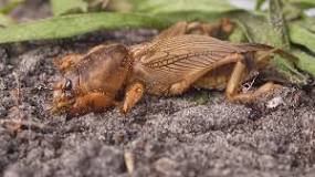 What is the best treatment for mole crickets?