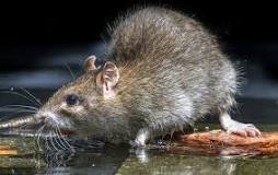 What kills a rat instantly?