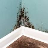 What kills mold permanently?