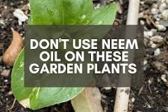 What plants do not use neem oil?
