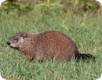 What poison kills groundhogs?