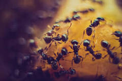 What spray do exterminators use for ants?