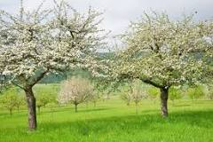 What time of day should you spray fruit trees?