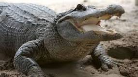 What to do if an alligator chases you?