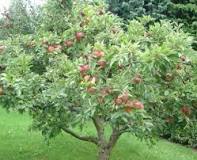 What to spray on apple trees to prevent worms?
