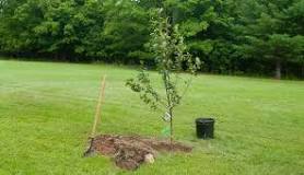What tools do you need to plant a tree?