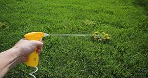 When can you start spraying for weeds?