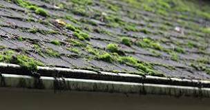 When should I put moss killer on my roof?