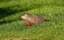 Where does the dirt go when a groundhog dig a hole?