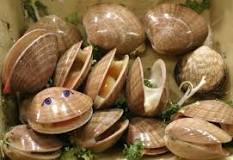 Why are clams so happy?