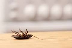 Why are there suddenly so many cockroaches in my house?