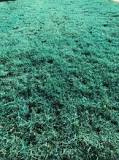 Why do people spray their grass blue?