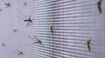 Why is my house full of mosquitoes?