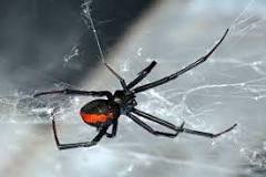 Will an exterminator get rid of spiders?