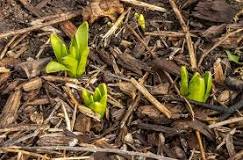 Will bulbs come up through mulch?