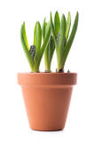 Can you leave bulbs in pots all year round?