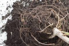 Can you leave old roots in the ground?
