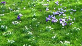 Can you mow over bulbs?