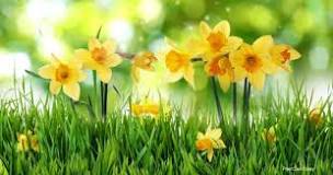 Do daffodils spread?