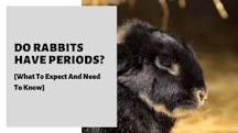 Do female rabbits have periods?