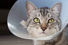 Does my cat need a cone after being spayed?