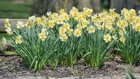 How deep do you plant daffodil bulbs?