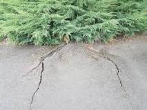 How do I deal with tree roots under my driveway?