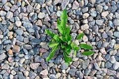 How do I get rid of weeds in my gravel driveway?