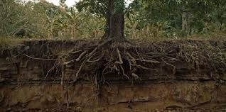 How do you remove deep shrub roots?