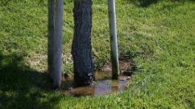 How do you fix a tree that is planted too deep?