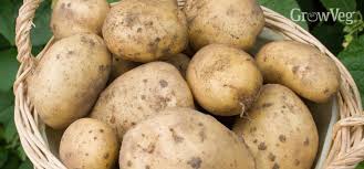 How do you grow big potatoes?