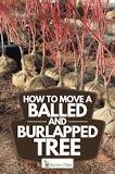 How do you move a balled and burlapped tree?