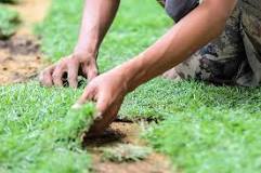 Should you water before using sod cutter?