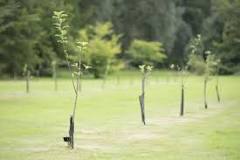How far apart should tree seedlings be planted?