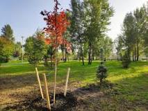 How large of a maple tree can be transplanted?