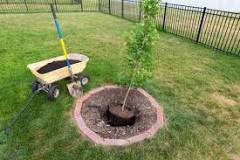 How long after removing a tree can you plant a new one?