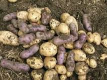How do you harvest potatoes?